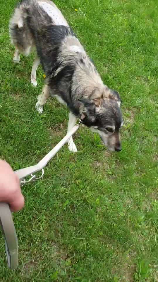 Goldakupunktur Erfahrung-Beitrag-Bild