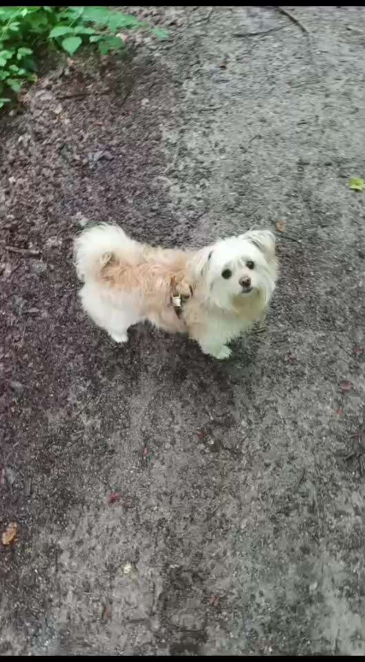 Warum liebst du deinen Hund?-Beitrag-Bild