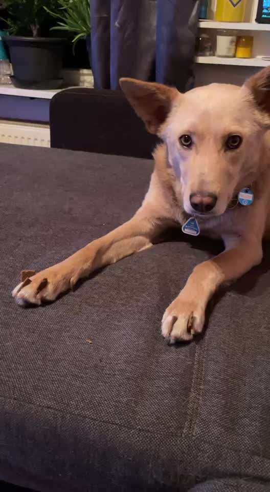 TierschutzhundeStammtisch🐕-Beitrag-Bild