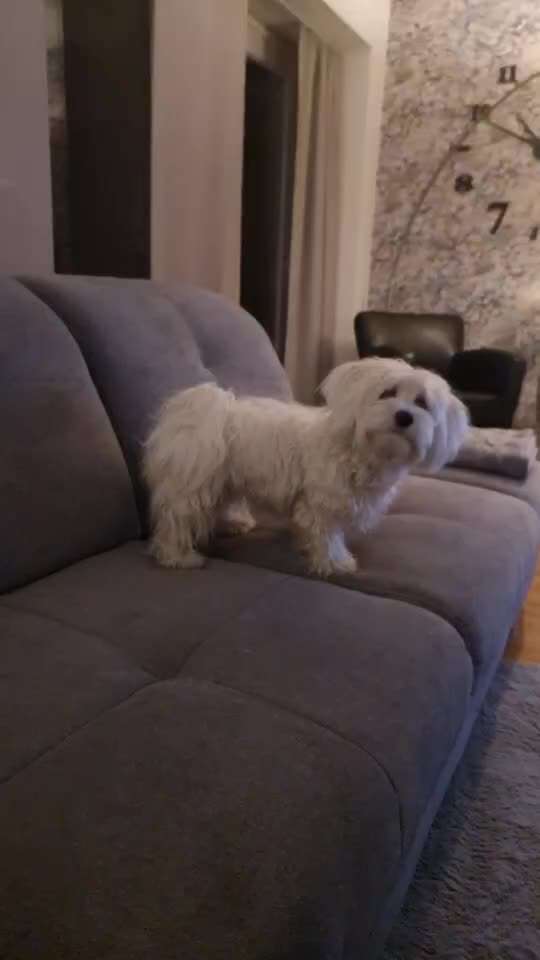 Handy Video Challenge Nr.36 Indoorbespaßung-Beitrag-Bild