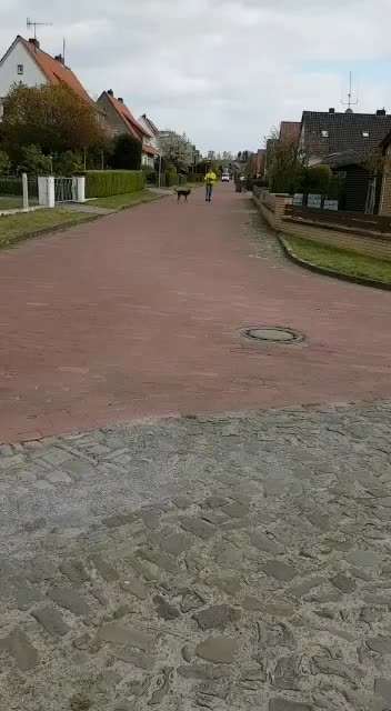 Überforderung ,da der Hund ein Rudel beschützen möchte-Beitrag-Bild