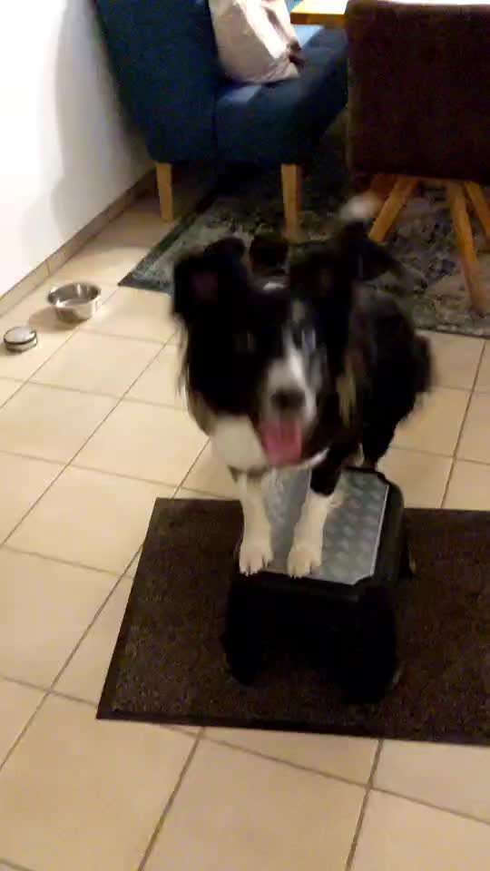 Trick Challenge 24 ,,Elefantentrick"-Beitrag-Bild