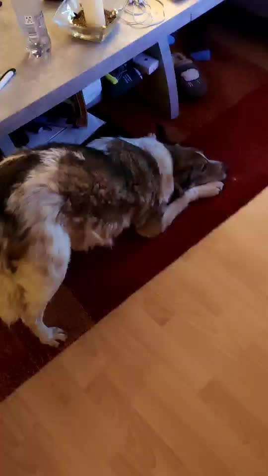 euer ältester Hund ?-Beitrag-Bild