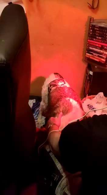 Erfahrung mit älteren Hunden-Beitrag-Bild