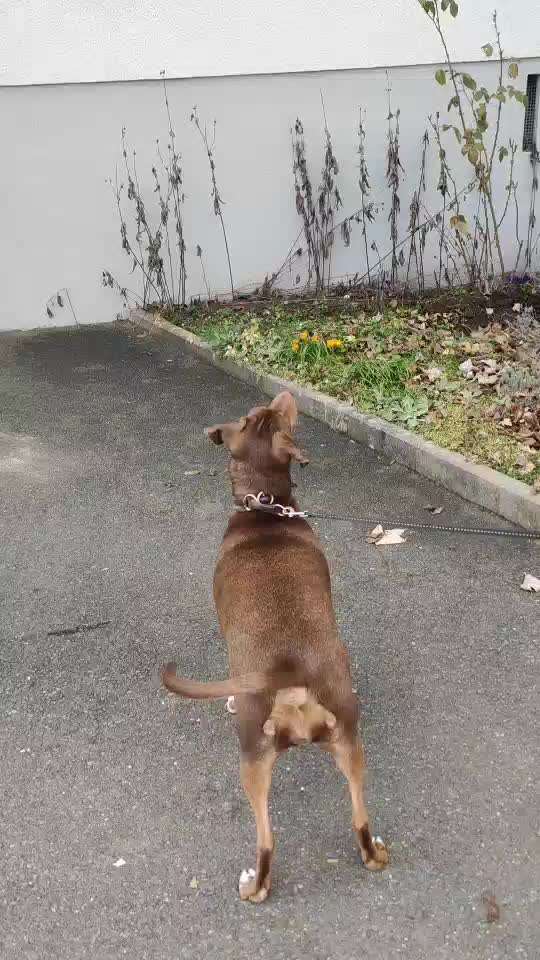 TierschutzhundeStammtisch🐕-Beitrag-Bild