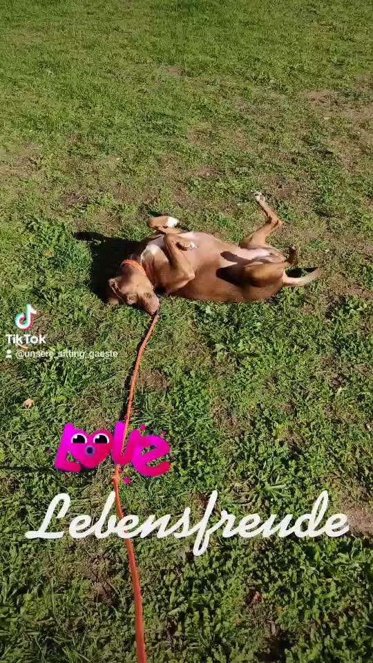 TierschutzhundeStammtisch🐕-Beitrag-Bild