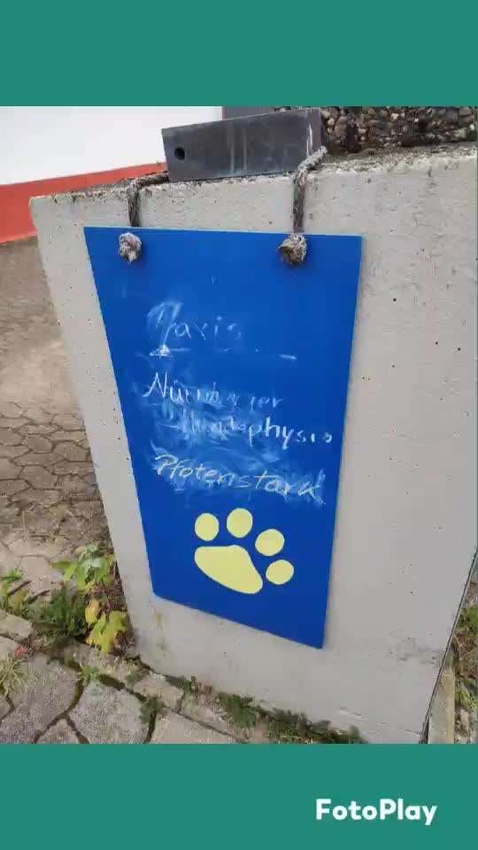 Erfahrung mit älteren Hunden-Beitrag-Bild