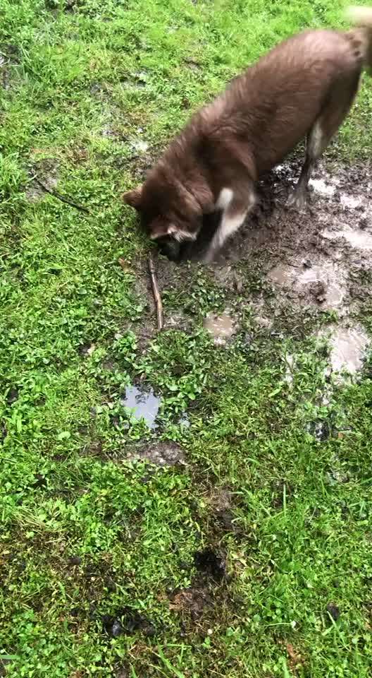 Fotosammlung: ,,Der natürliche Hund" Unbearbeitet, ungestellt und in Natura-Beitrag-Bild