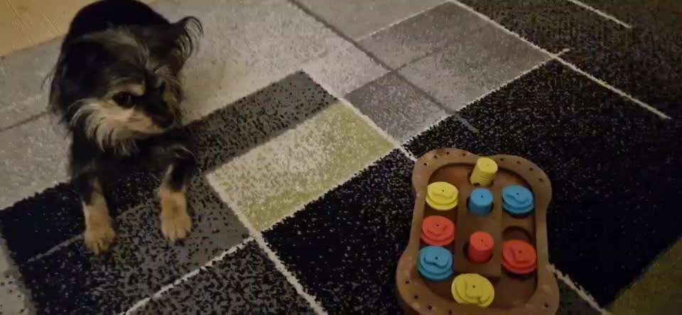 Impulskontrolle-Challenge Nr. 2: Vorbei laufen-Beitrag-Bild