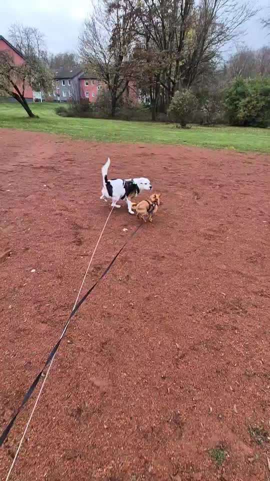 Wie kann man den Hunden im Ausland helfen ?  Stichwort Adoption !-Beitrag-Bild