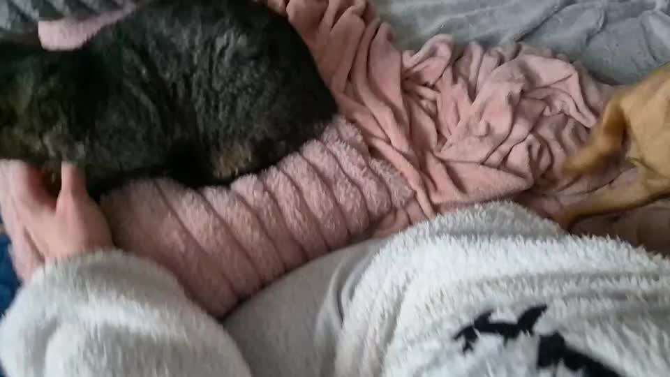 Wie kann man den Hunden im Ausland helfen ?  Stichwort Adoption !-Beitrag-Bild