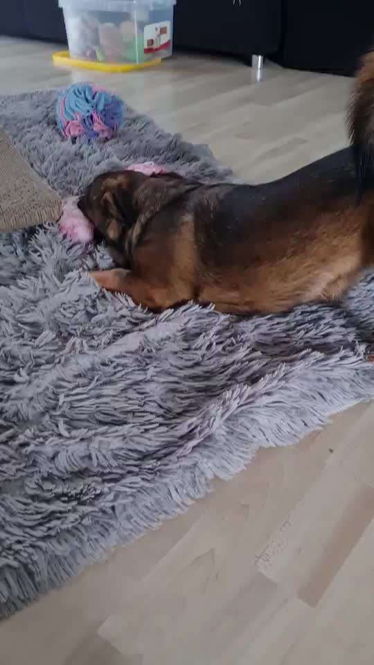 TierschutzhundeStammtisch🐕-Beitrag-Bild