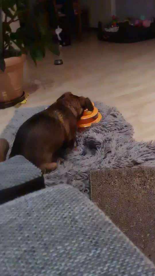 TierschutzhundeStammtisch🐕-Beitrag-Bild