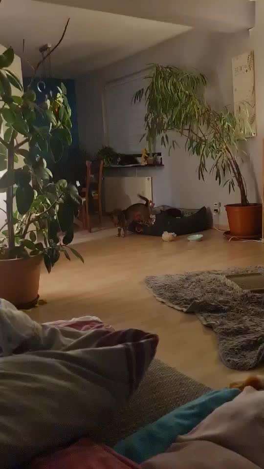 TierschutzhundeStammtisch🐕-Beitrag-Bild