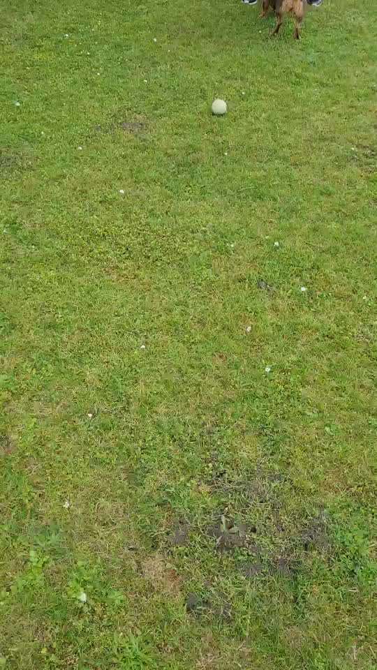 TierschutzhundeStammtisch🐕-Beitrag-Bild