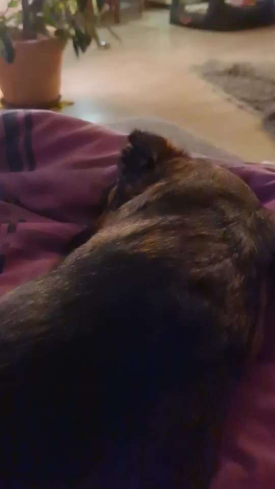 TierschutzhundeStammtisch🐕-Beitrag-Bild