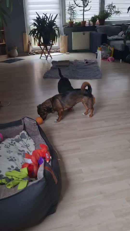 TierschutzhundeStammtisch🐕-Beitrag-Bild