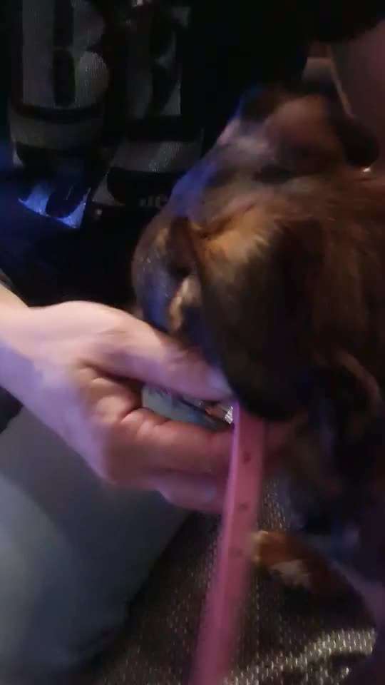 TierschutzhundeStammtisch🐕-Beitrag-Bild