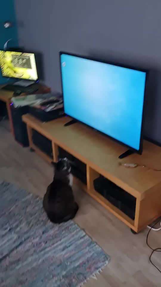 TierschutzhundeStammtisch🐕-Beitrag-Bild