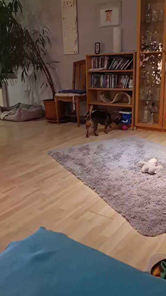 TierschutzhundeStammtisch🐕-Beitrag-Bild