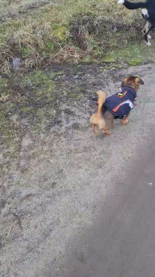 Zwerghunde und die "bösen Grossen"-Beitrag-Bild