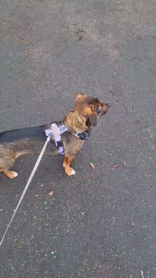 TierschutzhundeStammtisch🐕-Beitrag-Bild