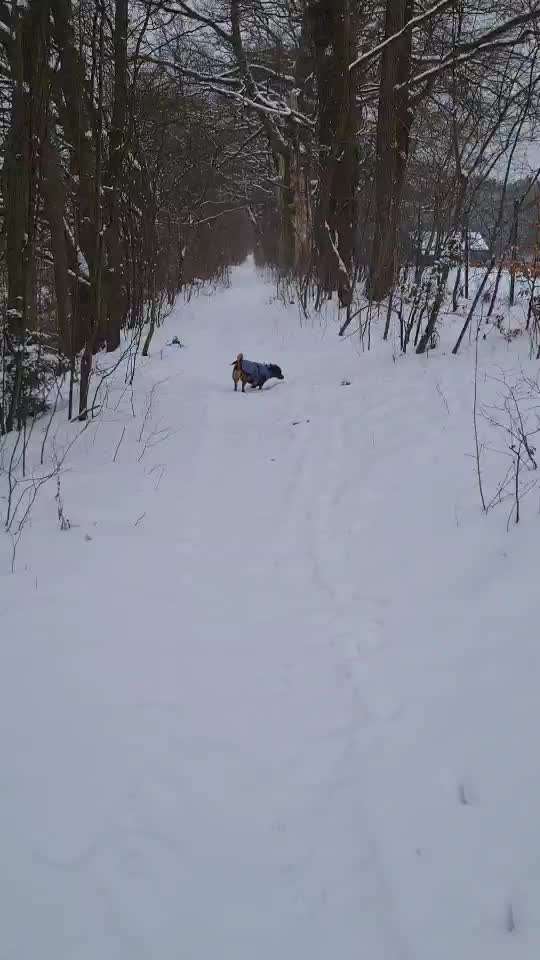 TierschutzhundeStammtisch🐕-Beitrag-Bild