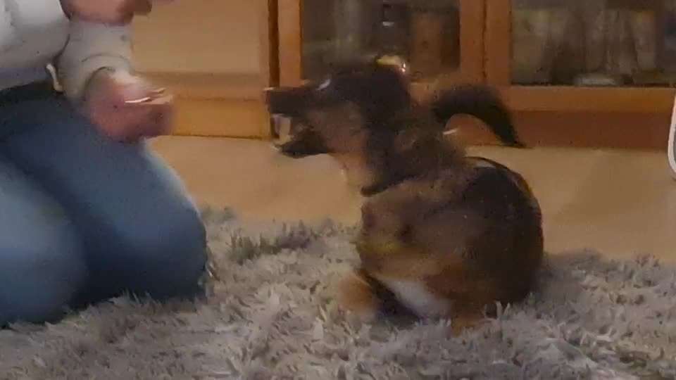 TierschutzhundeStammtisch🐕-Beitrag-Bild