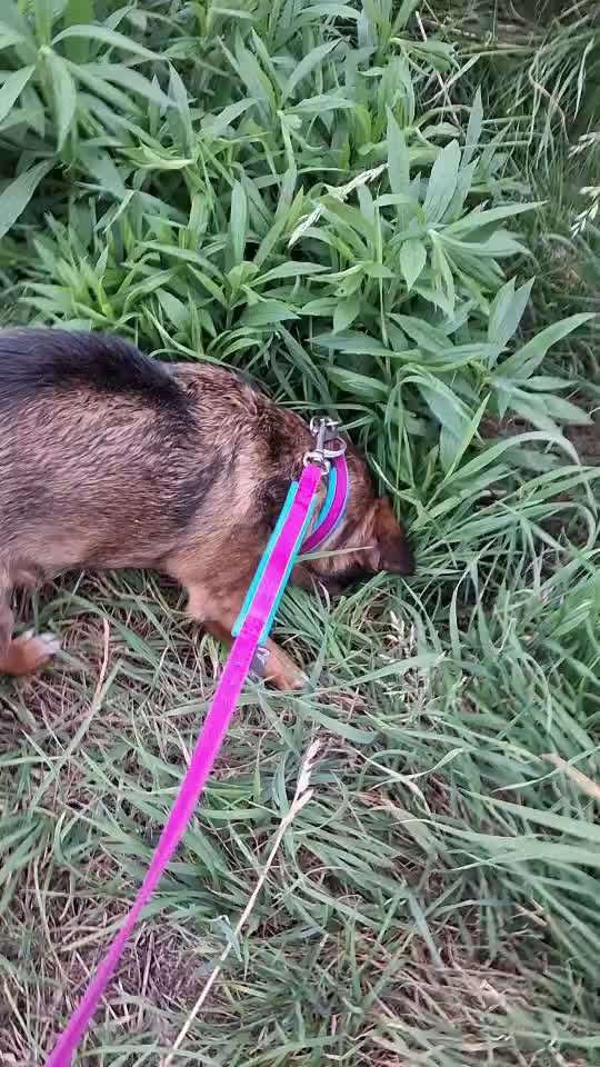 TierschutzhundeStammtisch🐕-Beitrag-Bild