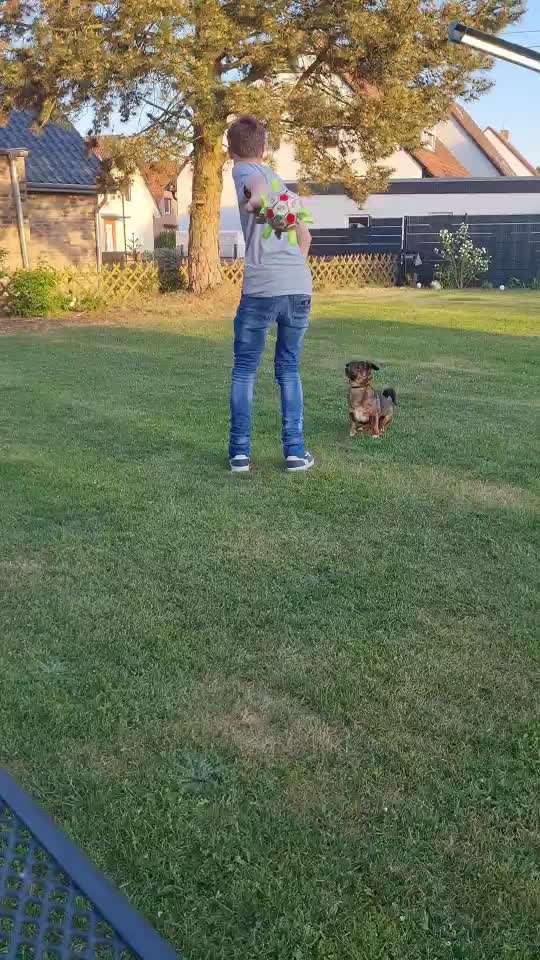 TierschutzhundeStammtisch🐕-Beitrag-Bild