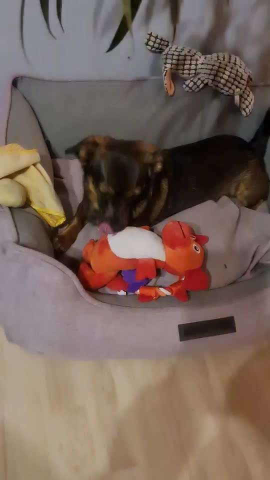 TierschutzhundeStammtisch🐕-Beitrag-Bild