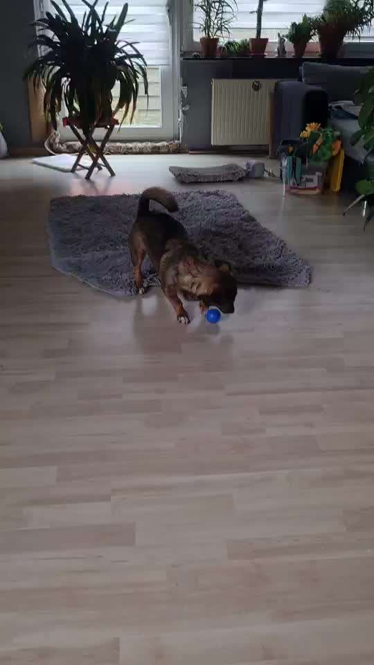 TierschutzhundeStammtisch🐕-Beitrag-Bild