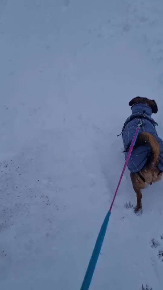 TierschutzhundeStammtisch🐕-Beitrag-Bild