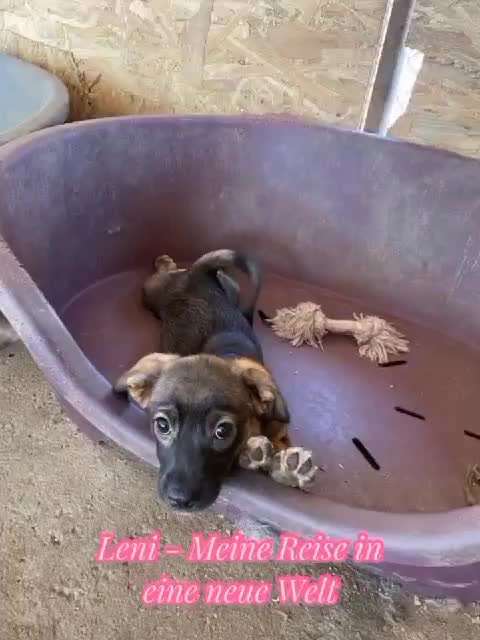 TierschutzhundeStammtisch🐕-Beitrag-Bild