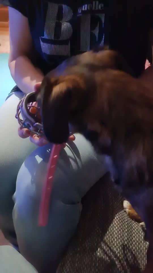 TierschutzhundeStammtisch🐕-Beitrag-Bild