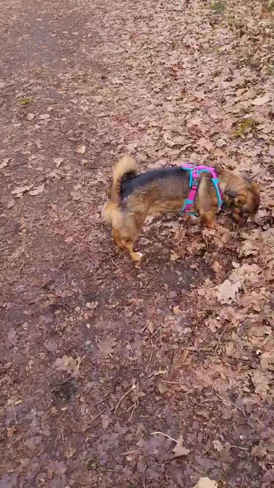 Leinenpflicht – nervige Einschränkung oder sinnvoller Schutz?-Beitrag-Bild