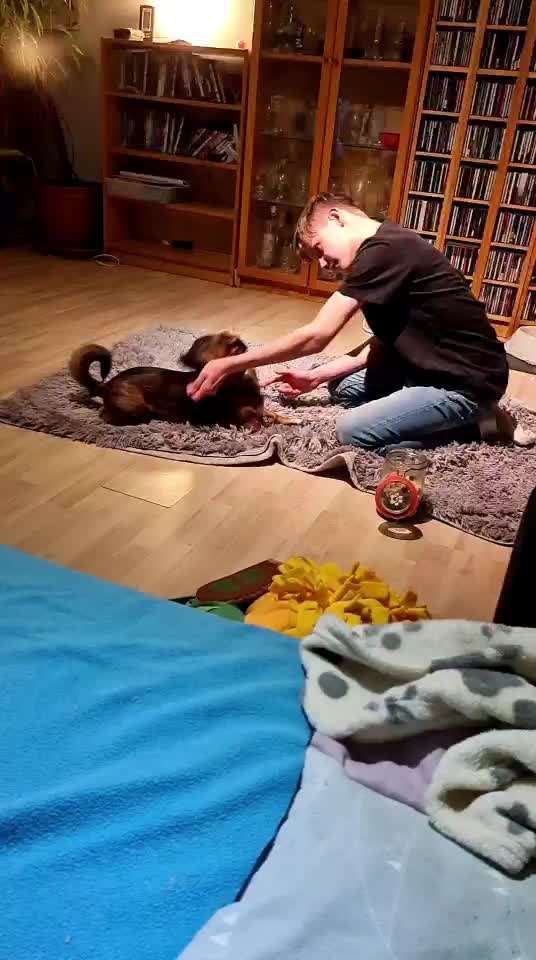 TierschutzhundeStammtisch🐕-Beitrag-Bild