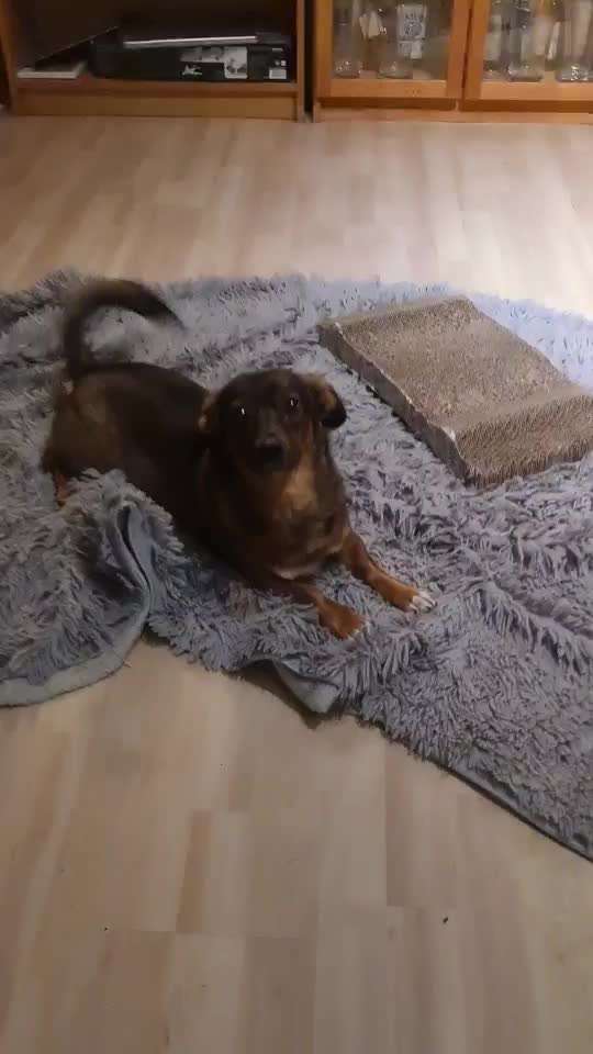 TierschutzhundeStammtisch🐕-Beitrag-Bild