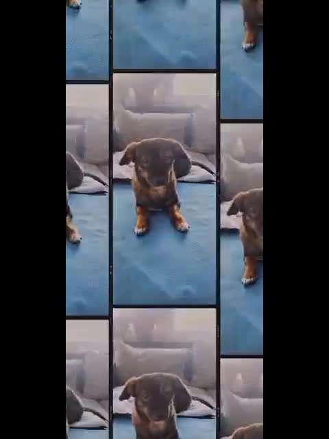 TierschutzhundeStammtisch🐕-Beitrag-Bild