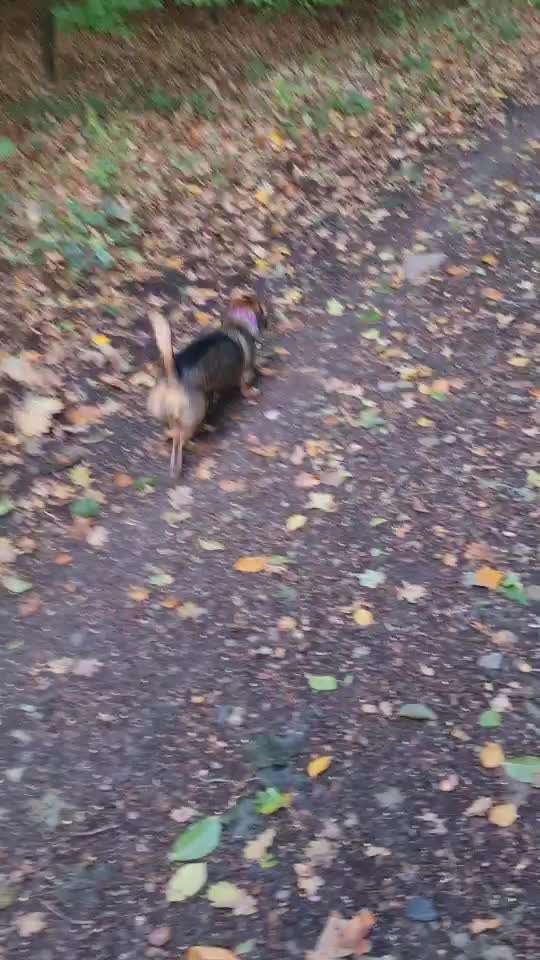 TierschutzhundeStammtisch🐕-Beitrag-Bild