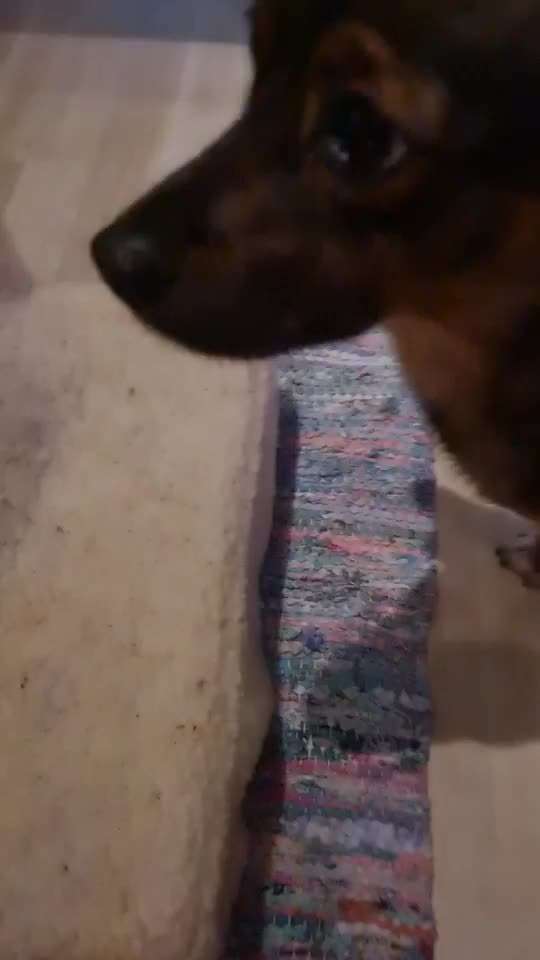 TierschutzhundeStammtisch🐕-Beitrag-Bild