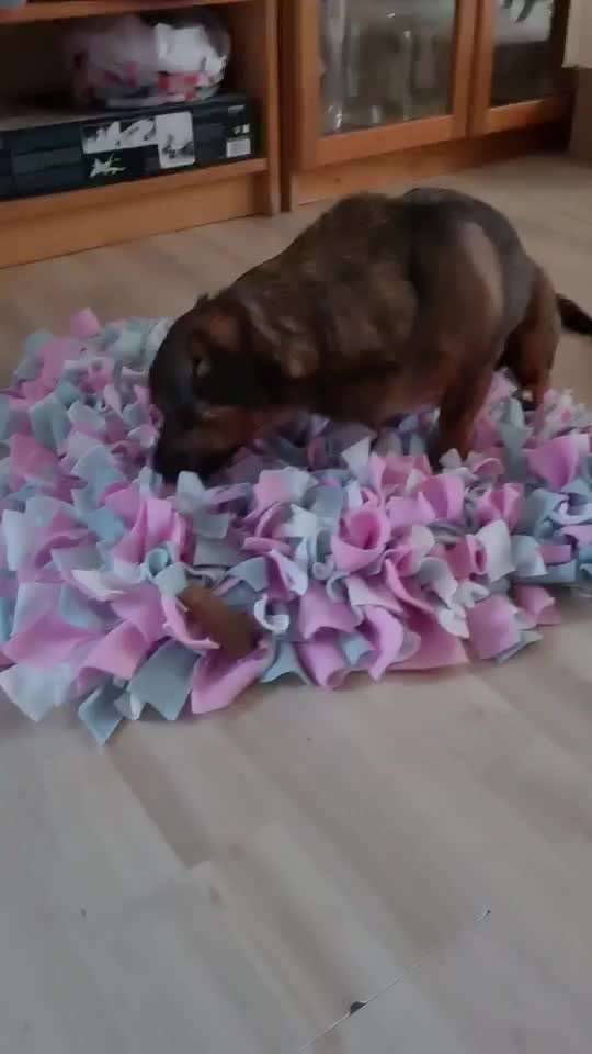 TierschutzhundeStammtisch🐕-Beitrag-Bild