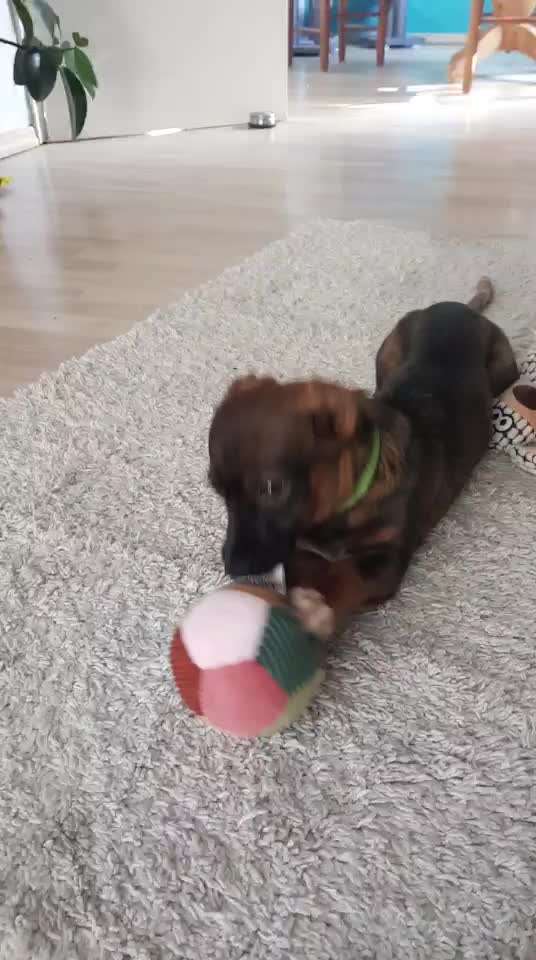 TierschutzhundeStammtisch🐕-Beitrag-Bild