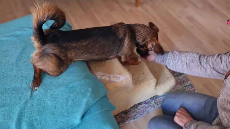 TierschutzhundeStammtisch🐕-Beitrag-Bild