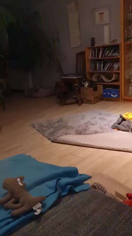 TierschutzhundeStammtisch🐕-Beitrag-Bild