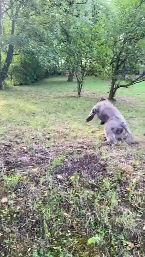 Fotosammlung: ,,Der natürliche Hund" Unbearbeitet, ungestellt und in Natura-Beitrag-Bild