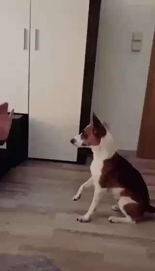 Dogorama Blog Challenge: Hundetricks-Beitrag-Bild