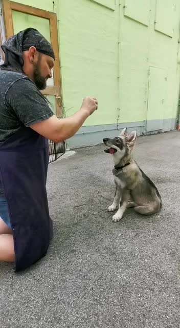 Dogorama Blog Challenge: Hundetricks-Beitrag-Bild