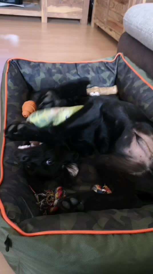 Video-Challenge Nr. 7 
Dein Hund mit Spielzeug-Beitrag-Bild