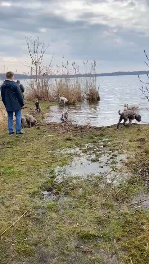 Lagotto Romagnolo Besitzer-Beitrag-Bild